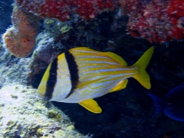 IMG 3366 Porkfish